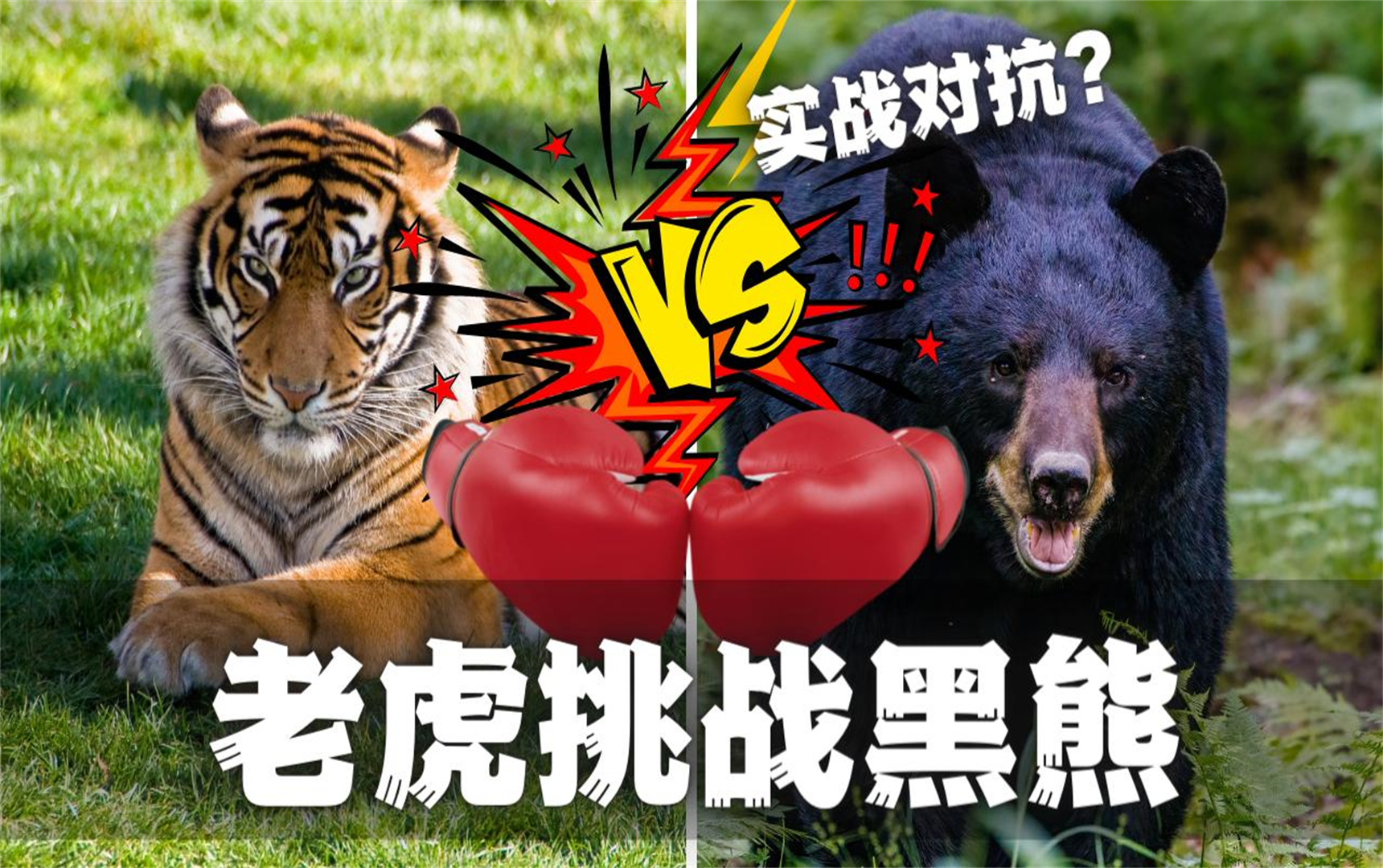 东北虎在一场激烈的比赛中获胜